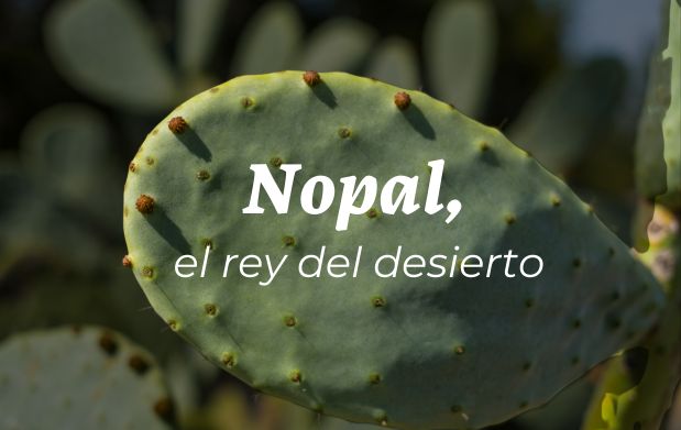  El nopal mexicano: Un tesoro nutricional de la tierra