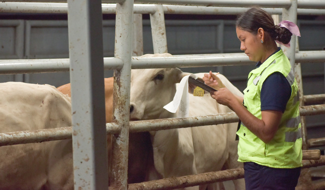  Adopta medidas para prevenir influenza aviar en bovinos