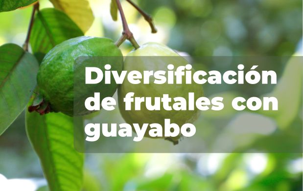  Conociendo la diversificación frutal: El potencial del guayabo