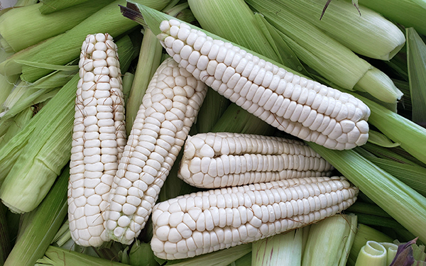  Por sequía, baja precio de elote