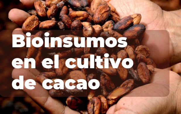  Bioinsumos en el cultivo de cacao: nutriendo la tierra y los frutos