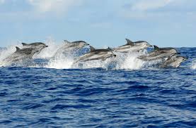  Avistan a 200 delfines en el Mediterráneo