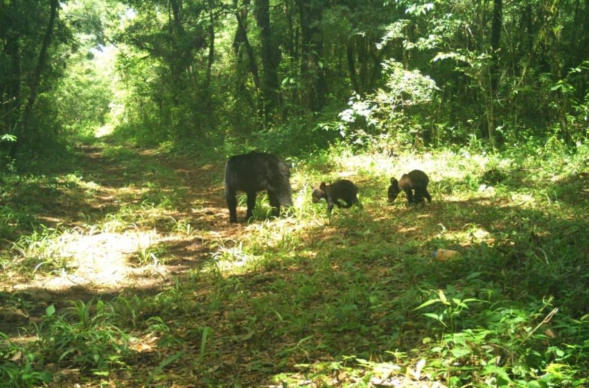  Avistan los primeros osos negros