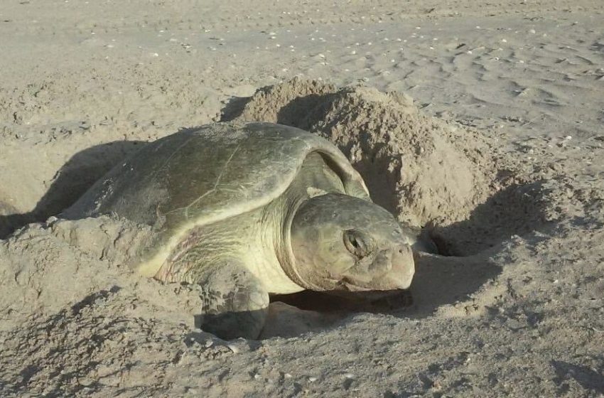  Cerró temporada de tortuga lora