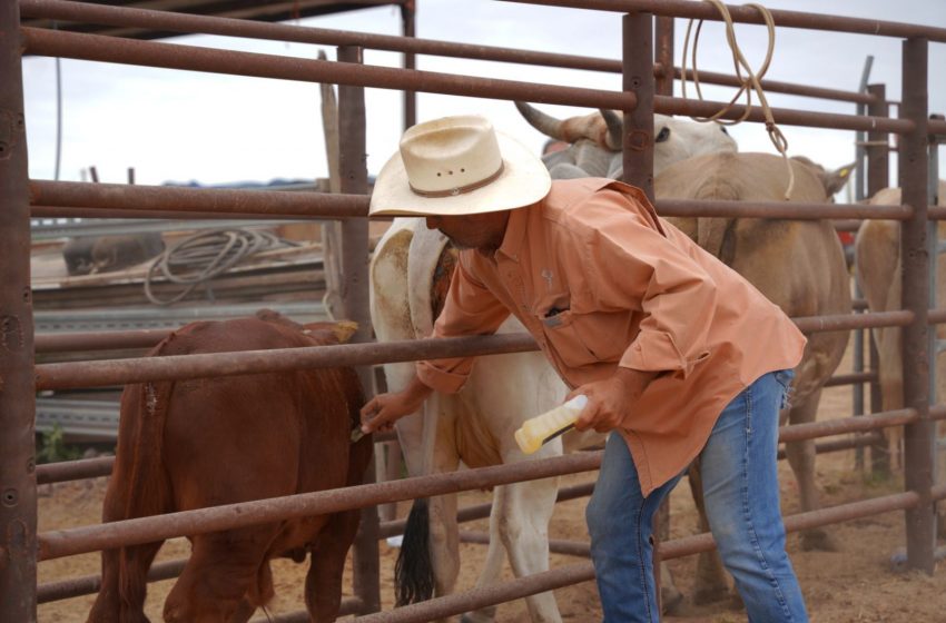  Municipio apoya a pequeños productores