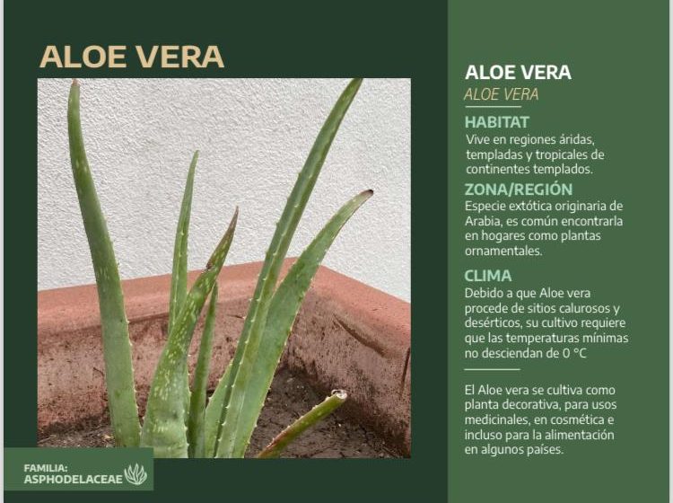  Aloe Vera (Sábila)