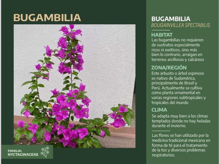  Bugambilia (Bougainvillea spp.)