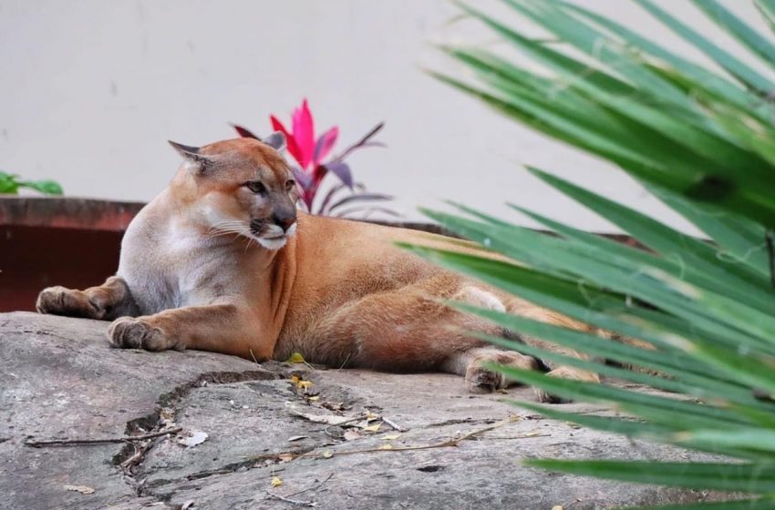  Zoológico universitario en materia de fauna