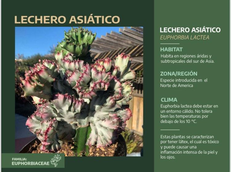  Lechero Asiático (Euphorbia tirucalli)