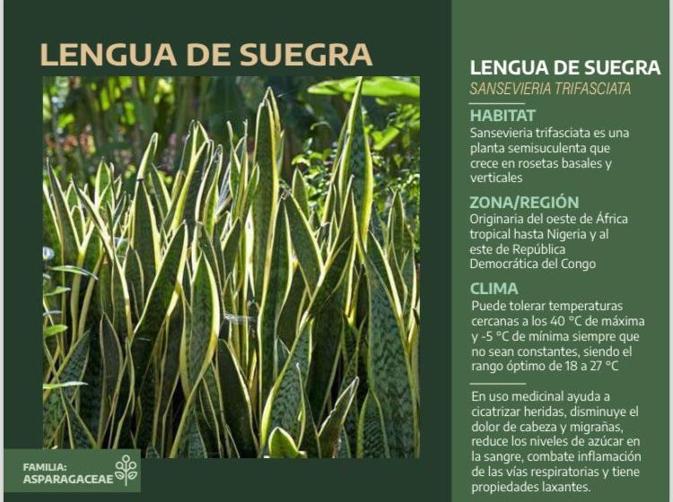  Lengua de Suegra (Sansevieria trifasciata)