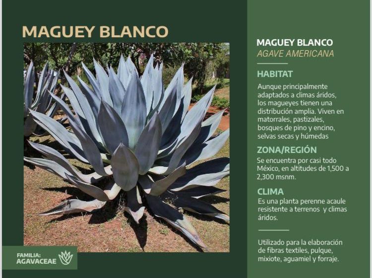  Maguey Blanco (Agave albopilosa)