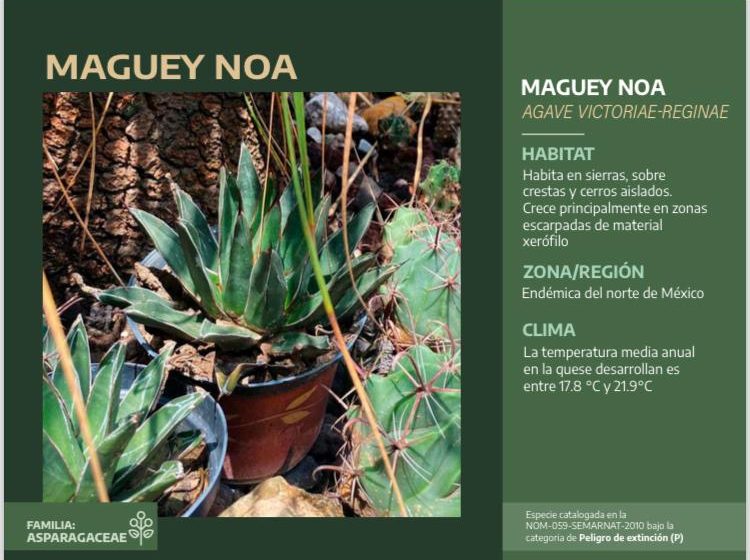  Maguey Noa (Agave nahuiana)