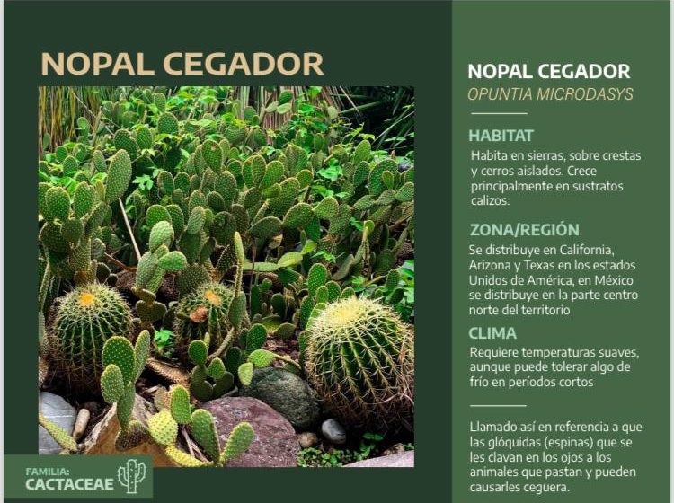  Nopal Cegador (Opuntia robusta)