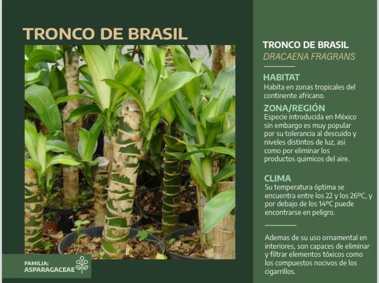  Tronco de Brasil (Dracaena fragrans)