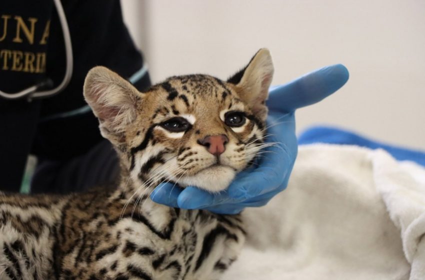  Libera Comisión de Parques a cocodrilo, mientras que ocelote permanece en el zoológico de Tamatán