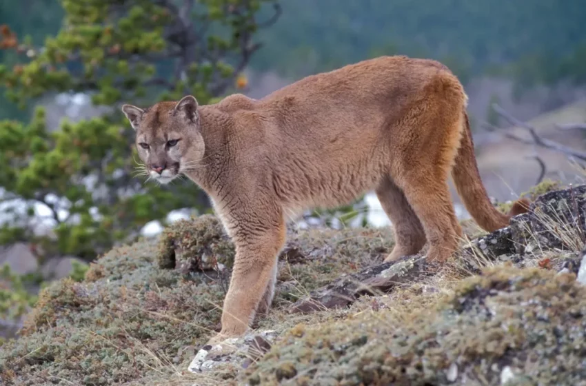  Registran avistamientos de pumas y linces