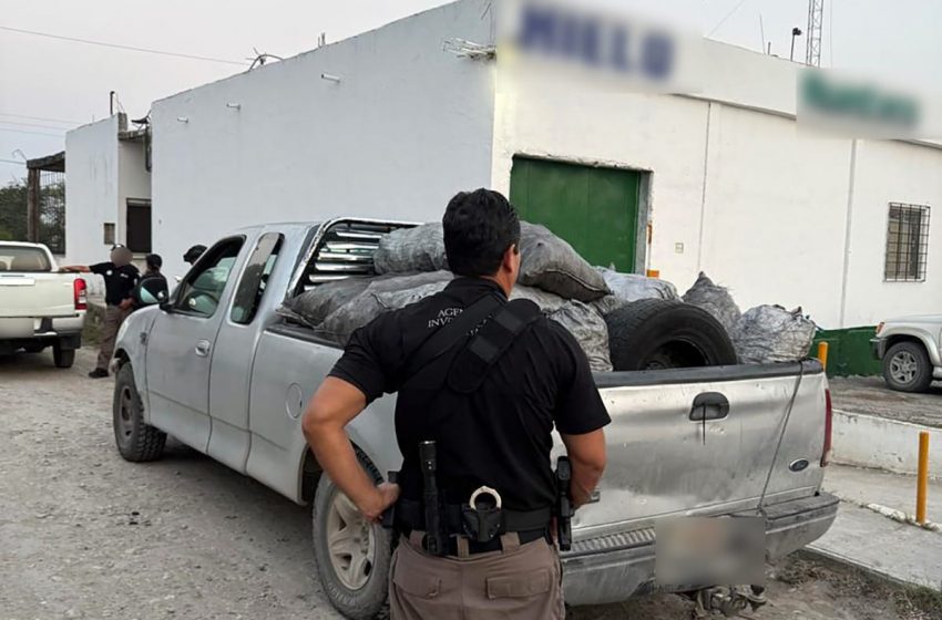 FGR ASEGURA 14 TONELADAS DE CARBÓN VEGETAL DURANTE CATEO EN TAMAULIPAS