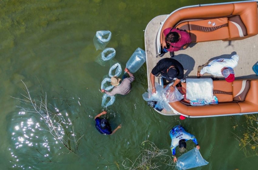  Siembran lobinas en la presa Vicente Guerrero para impulsar la pesca deportiva