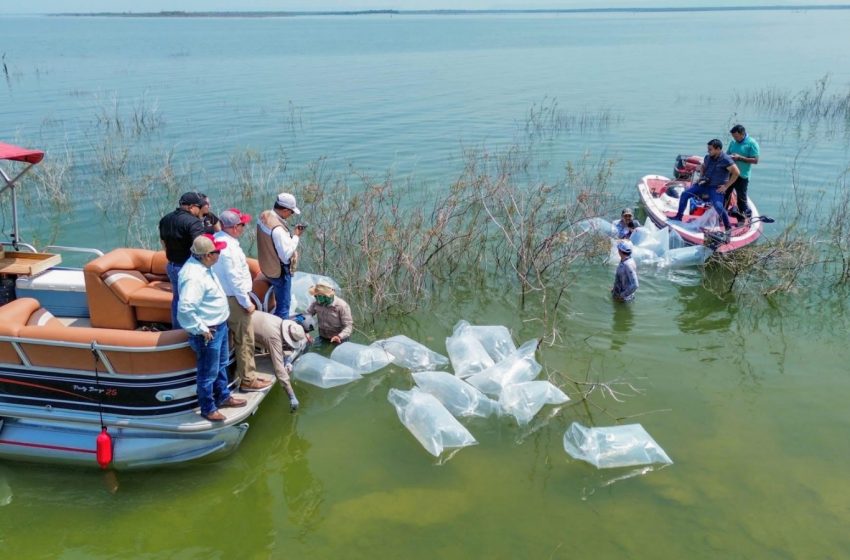 Siembran lobinas en la presa Vicente Guerrero para impulsar la pesca deportiva