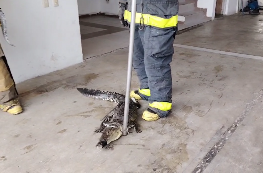 COCODRILOS, HUNDIMIENTOS E INCENDIO, ALGUNAS EMERGENCIAS ATENDIDAS DURANTE LAS LLUVIAS EN MADERO