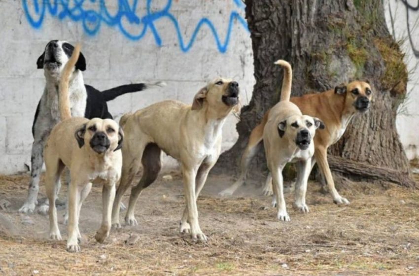 Aumentan ataques de perros en Victoria; también hay casos de murciélagos