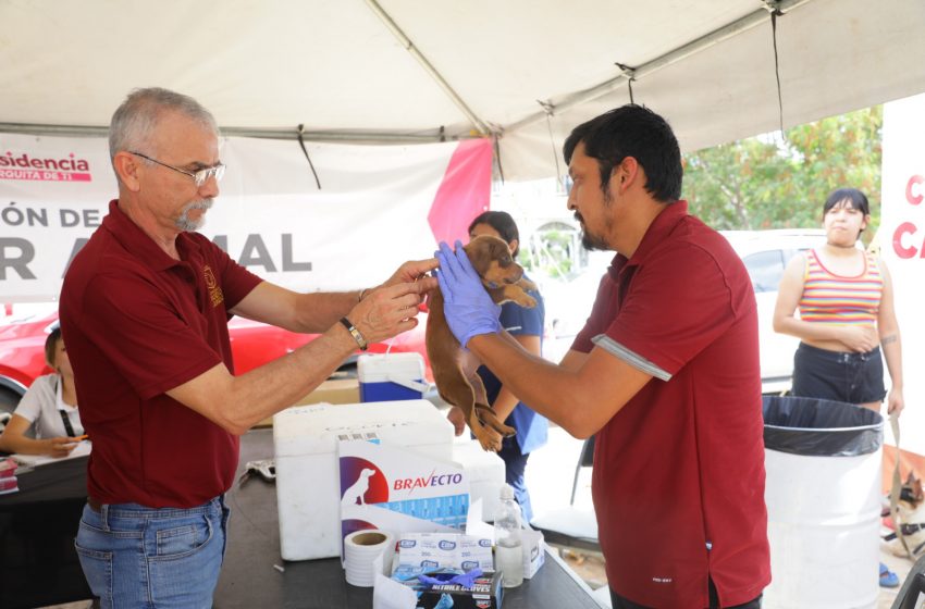 CONTINÚA GOBIERNO MUNICIPAL IMPULSANDO EL BIENESTAR ANIMAL CON JORNADAS DE ESTERILIZACIÓN Y MÚLTIPLES SERVICIOS