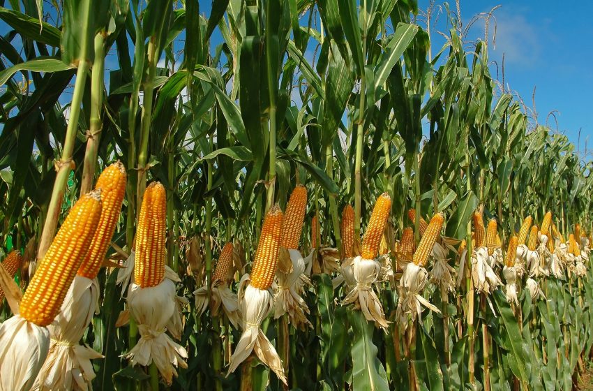 Campesinos del Mante recurren al maíz criollo ante falta de apoyos