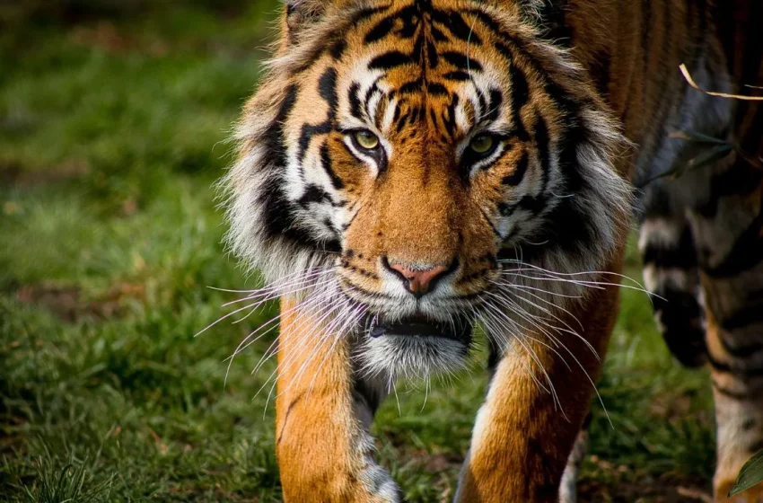 Día del Tigre: animal majestuoso en grave peligro de extinción