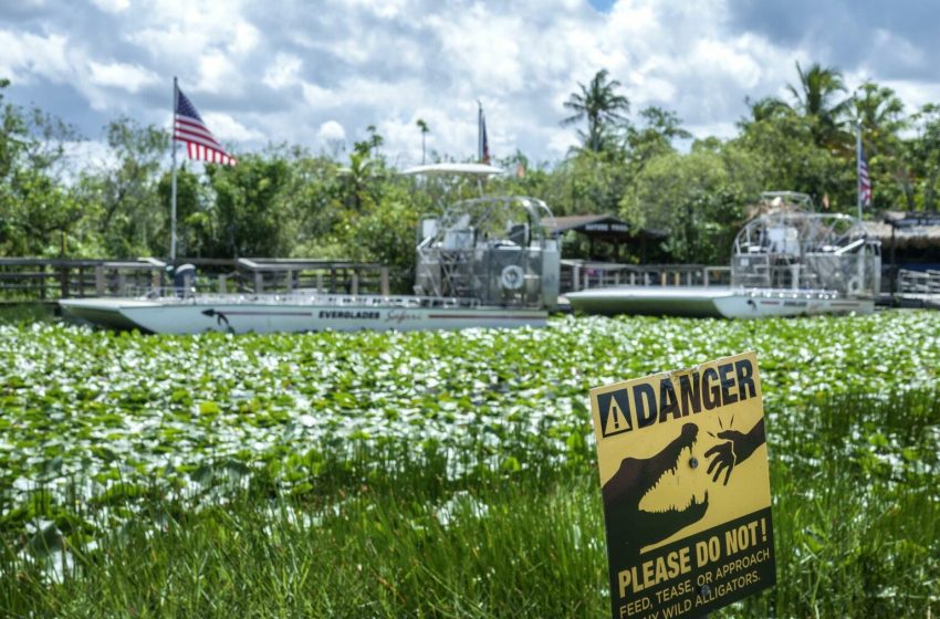  Everglades, de oasis de naturaleza a desafío del centro migratorio ‘Alligator Alcatraz’