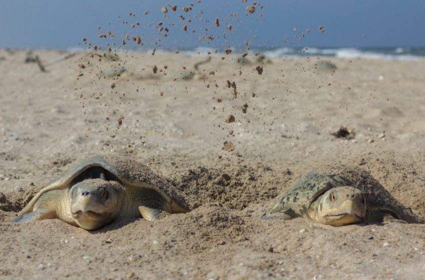  Nuevo récord de Tamaulipas en liberación de crías de tortuga lora