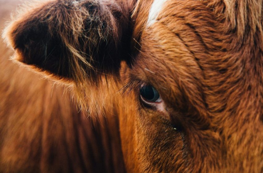 EE.UU. detecta el primer caso del gusano barrenador en humanos en su territorio