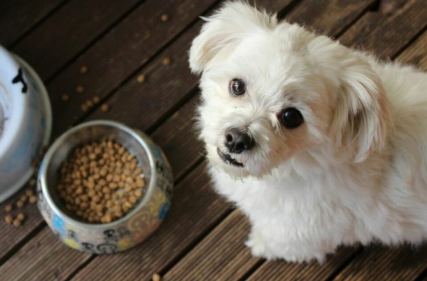 Proponen eliminar el IVA en alimentos y medicinas para mascotas