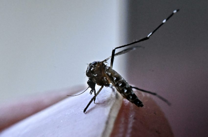 Calentamiento global récord, estrés laboral y dengue: las nuevas verdades de la ciencia climática