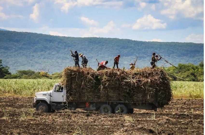 Crisis cañera pega a productores de ingenio del Naranjo.