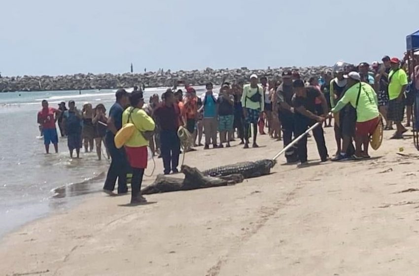 Exhortan a evitar zonas turísticas de Tampico por desbordamiento y presencia de cocodrilos