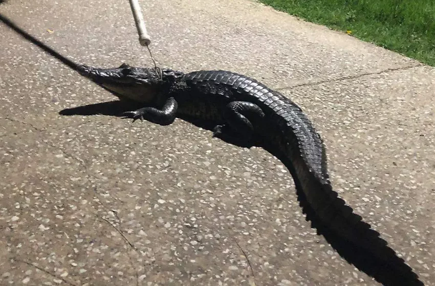  Vecinos de Fray Andrés de Olmos alertan por presencia de cocodrilos en la Laguna del Chairel