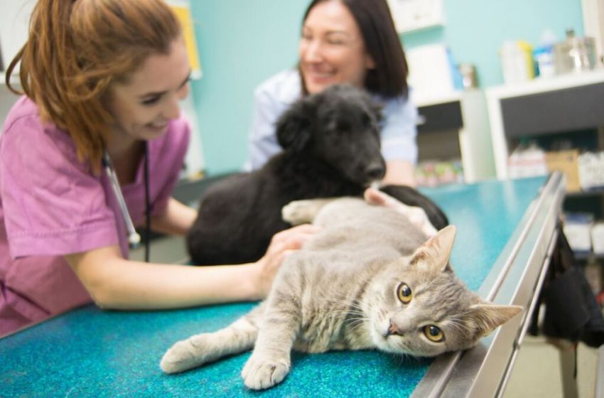 Secretaría de Salud ofrece esterilizaciones gratuitas para perros y gatos durante octubre