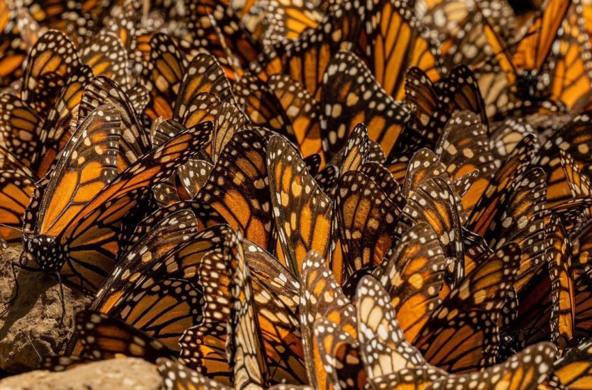  Las mariposas monarca en México y el enigma de su migración