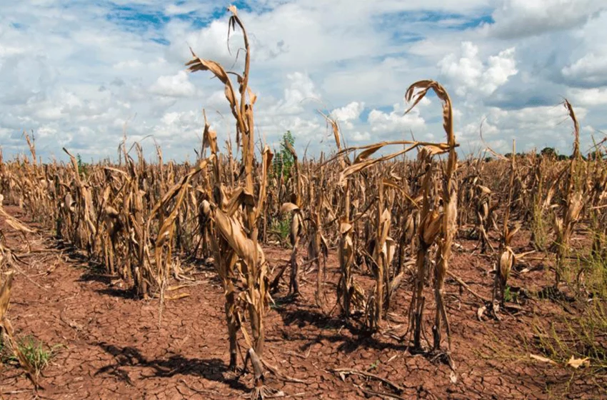  LA CRISIS AGRÍCOLA EN TAMAULIPAS SE PROFUNDIZA