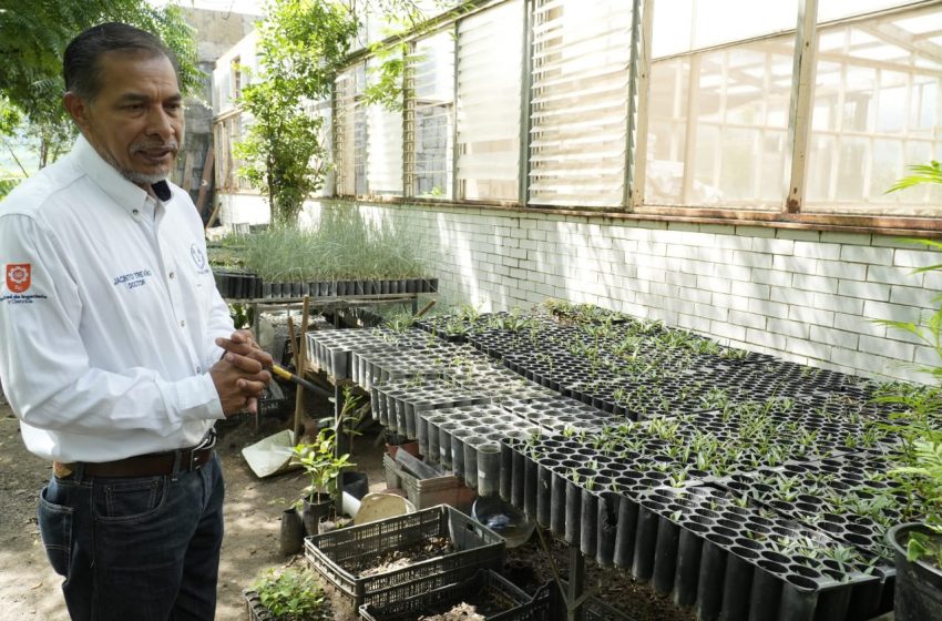  Implementa la UAT manejo sustentable del maguey mezcalero en Miquihuana