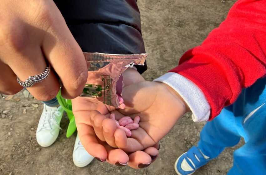  GOBIERNO MUNICIPAL CULMINA CAMPAÑA DE REFORESTACIÓN 2025 CON MÁS DE 3 MIL ÁRBOLES PLANTADOS.