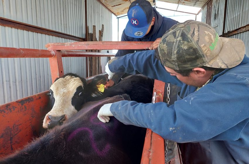  Tamaulipas refuerza blindaje sanitario tras caso de gusano barrenador en NL