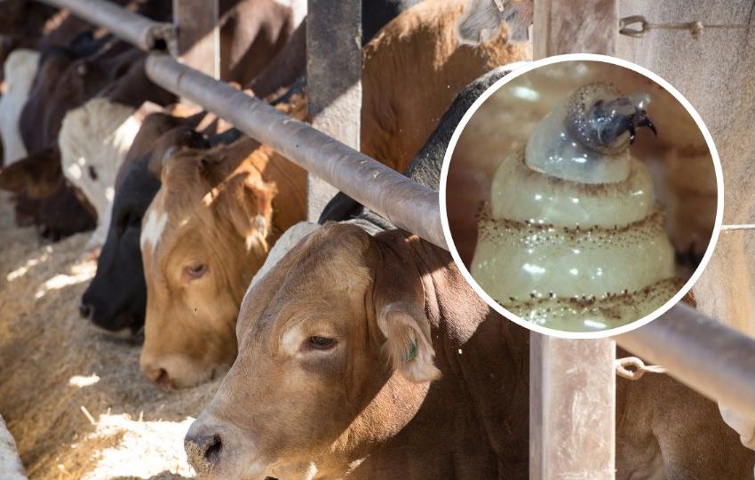  LLAMAN A REFORZAR VIGILANCIA PARA PREVENIR GUSANO BARRENADOR EN TAMAULIPAS