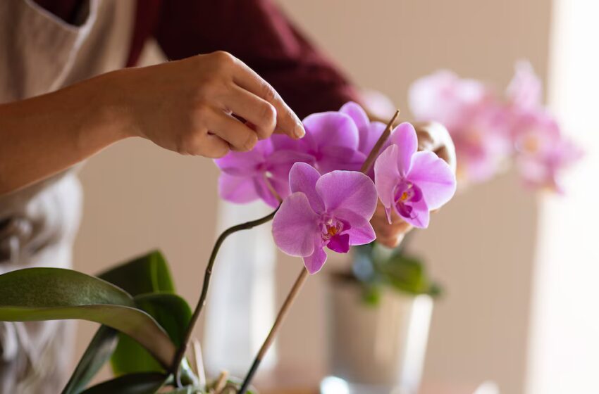  Manos de mujeres mantenses producen orquídeas que han conquistado México y Estados Unidos