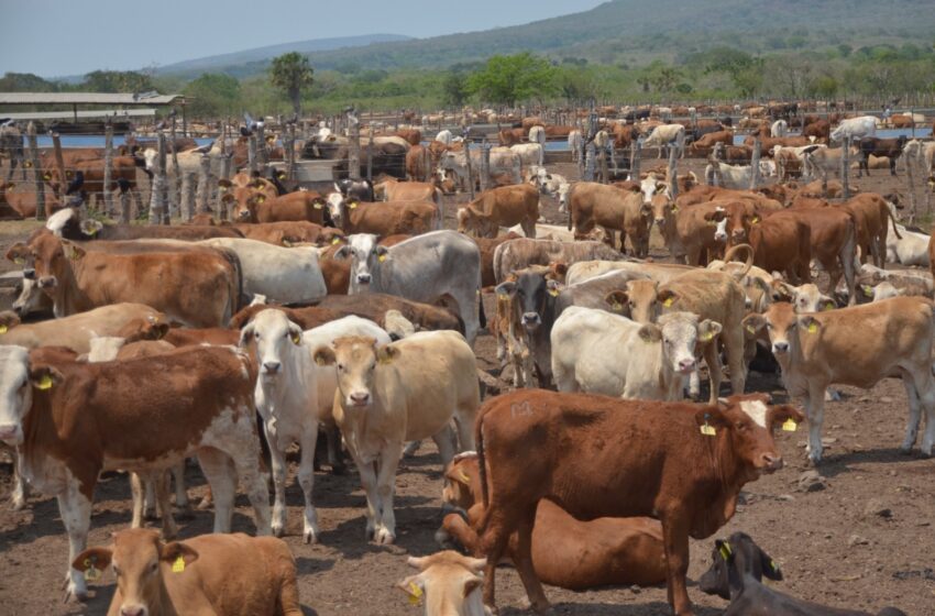  CAEN 86% LOS CASOS DE GUSANO BARRENADOR EN TAMAULIPAS, PERSISTEN ACCIONES DE VIGILANCIA EN LA HUASTECA