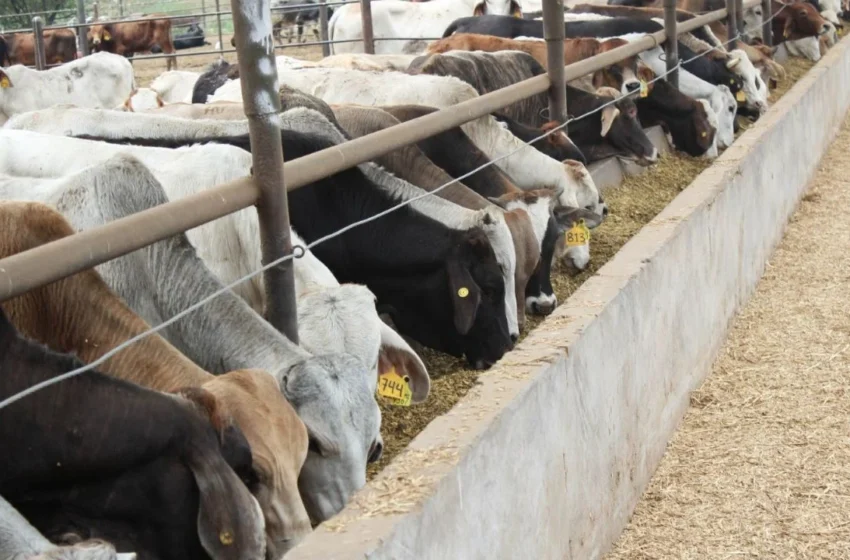  Bajo la lupa movilidad de ganado, volantas recorren zona rural buscan contener plaga del barrenador.