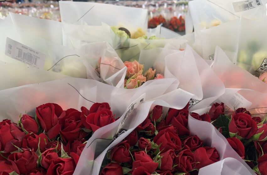  Frio y falta de agua en viveros, generan incremento de flores para San Valentín.