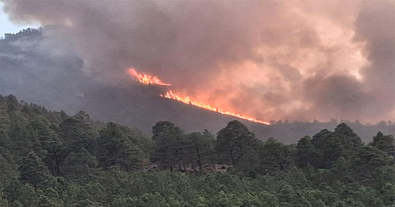  Reforestación en Miquihuana deberá esperar dos años