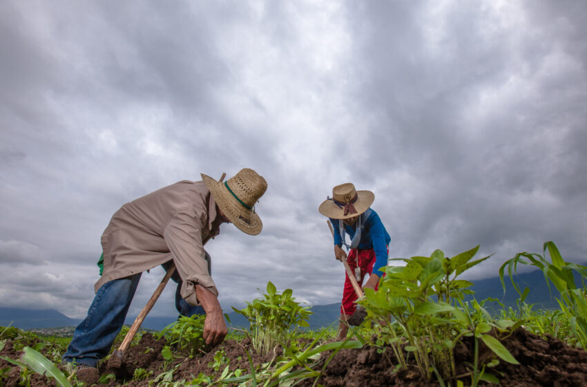  Llaman a cañeros a registrarse a Producción para el Bienestar