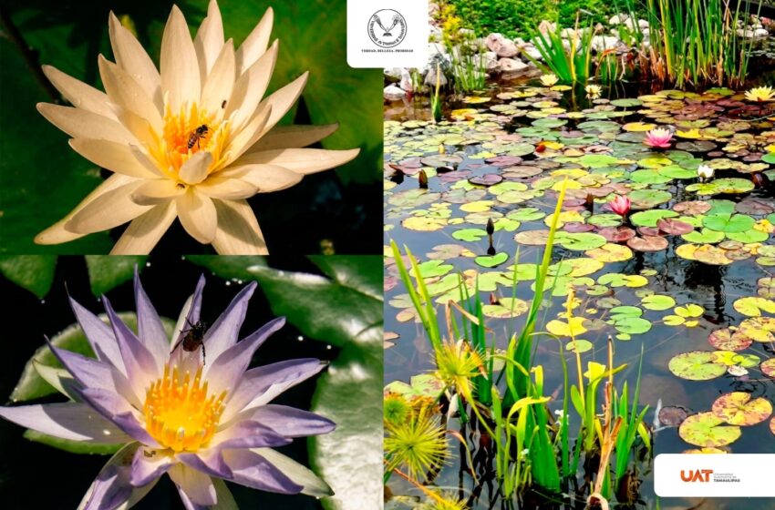  Colabora UAT en la conservación de humedales y ecosistemas acuáticos